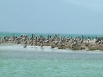 Na mysu ostrova Koch nas vstretili pelikany