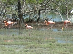 Pink Flamingo. Rozovyj flamingo.
