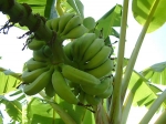 Banany rastut pryamo u vhoda v komnatu