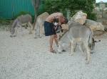 Donkeys and Dmitry. Osly i Dima.