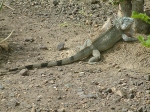 Male Iguana. Samec iguany.