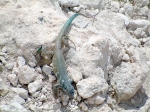 Nimble reptile of Bonaire.     .